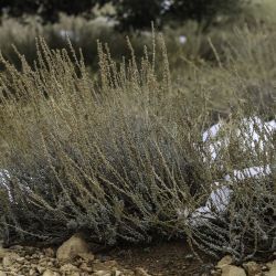 Artemisia mesatlantica