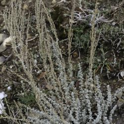 Artemisia mesatlantica