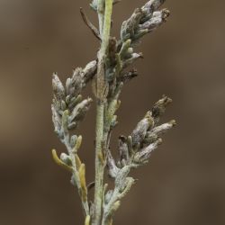 Artemisia mesatlantica