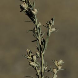 Artemisia negrei