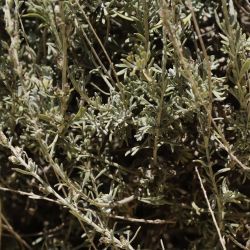 Artemisia negrei