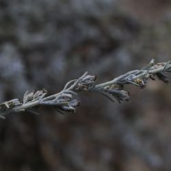 Artemisia negrei