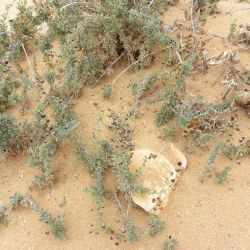 Artemisia reptans
