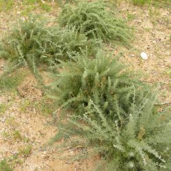 Artemisia reptans