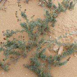 Artemisia reptans