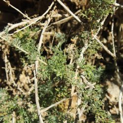 Artemisia reptans