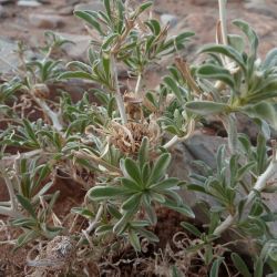Asteriscus graveolens