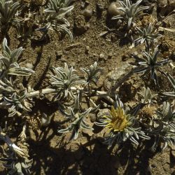 Asteriscus graveolens
