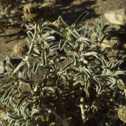 Asteriscus graveolens