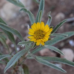 Asteriscus graveolens