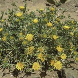 Asteriscus graveolens