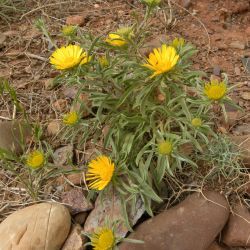 Asteriscus graveolens