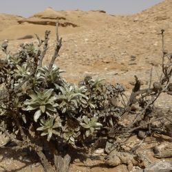 Asteriscus graveolens