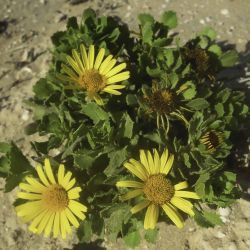 Asteriscus imbricatus