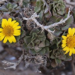 Asteriscus imbricatus