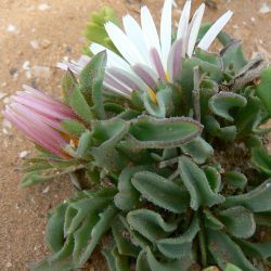 Asteriscus schultzii