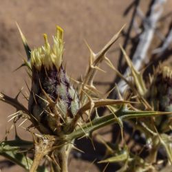 Atractylis aristata