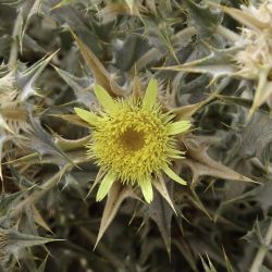 Atractylis babelii