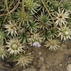 Atractylis caespitosa