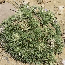 Atractylis caespitosa