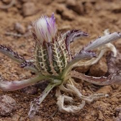 Atractylis cancellata