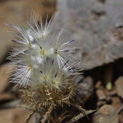 Atractylis cancellata