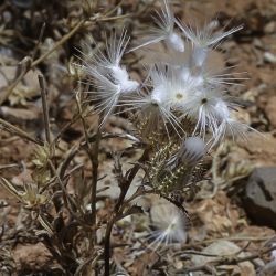 Atractylis cancellata