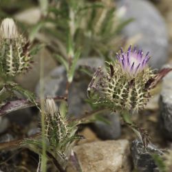Atractylis cancellata