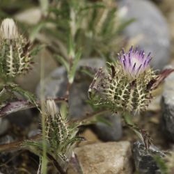 Atractylis cancellata