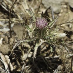 Atractylis cancellata