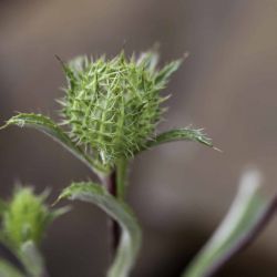 Atractylis cancellata