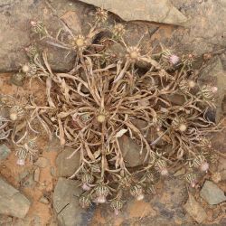 Atractylis cancellata