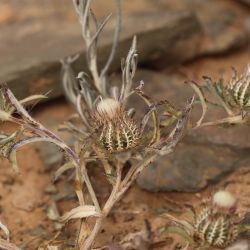 Atractylis cancellata