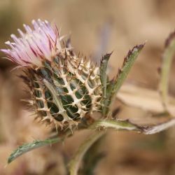 Atractylis cancellata