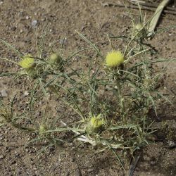 Atractylis carduus