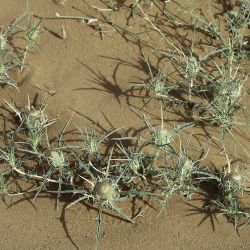 Atractylis carduus