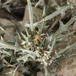 Atractylis delicatula