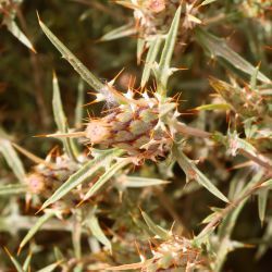 Atractylis delicatula