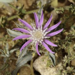 Atractylis prolifera