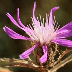 Atractylis prolifera