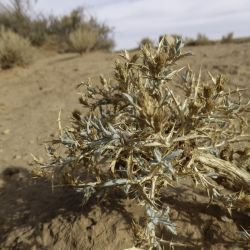 Atractylis serratuloides