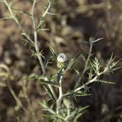 Atractylis serratuloides