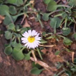 Bellis annua