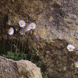 Bellis caerulescens