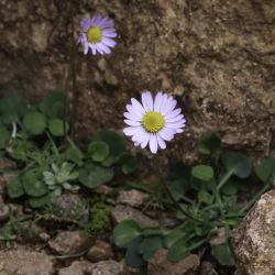 Bellis caerulescens