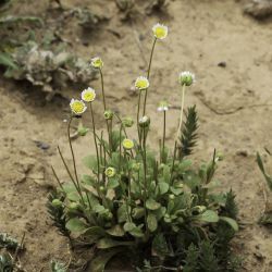 Bellis microcephala