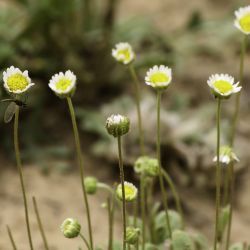 Bellis microcephala