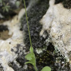 Bellis microcephala