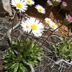 Bellis sylvestris
