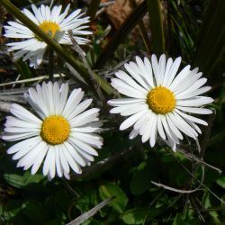 Bellis sylvestris